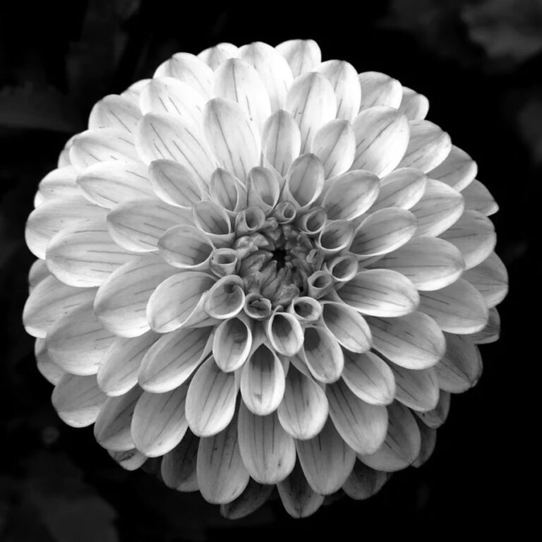 Flor en primer plano en blanco y negro, imagen decorativa de estética limpia y delicada.